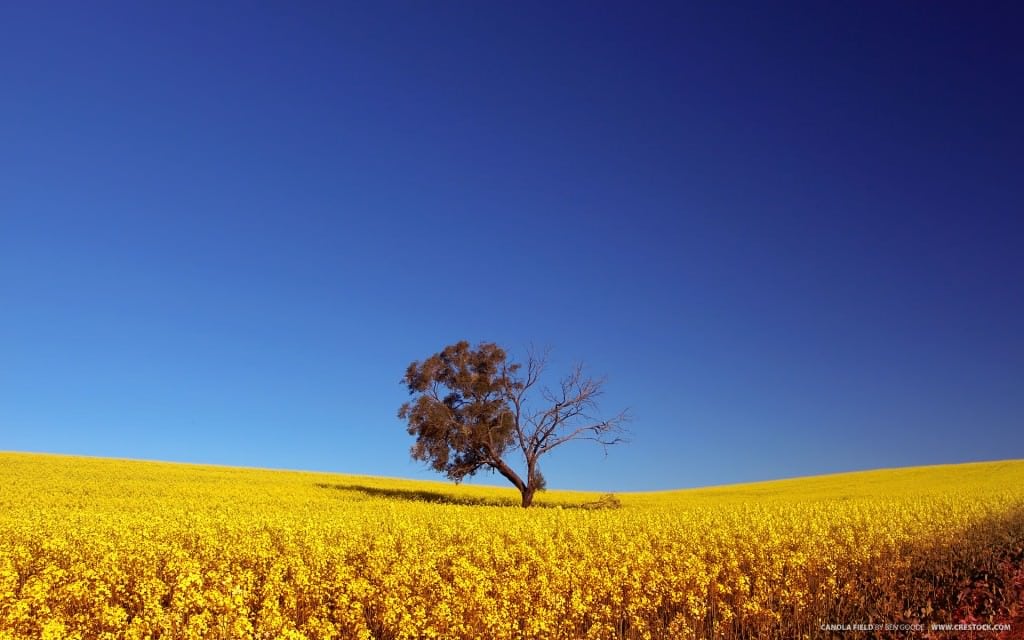 Canola Field