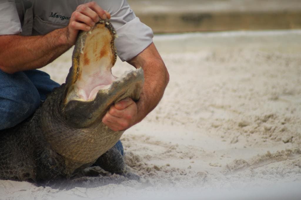 GatorLand 12