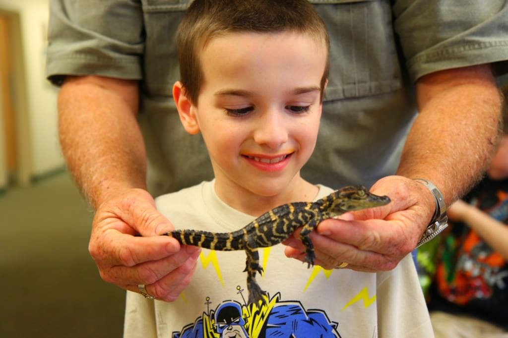GatorLand Attractions 5