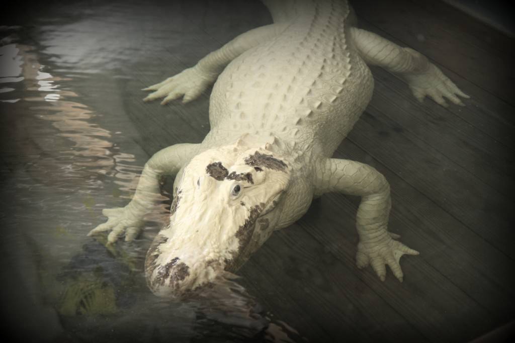 White Alligator