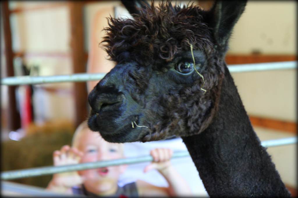 alpaca farm 13