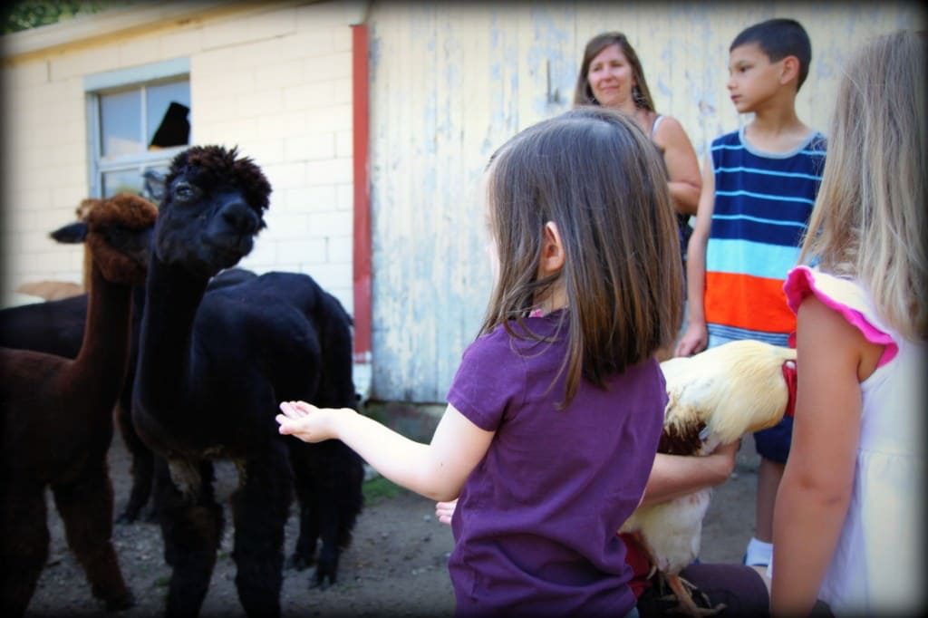 alpaca farm 3