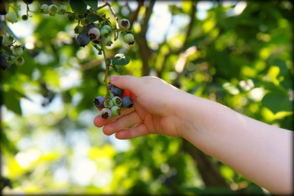 blueberry 3