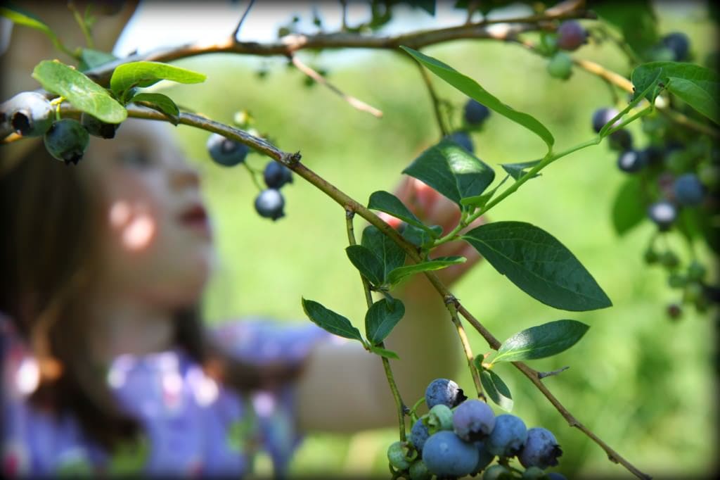 blueberry 6
