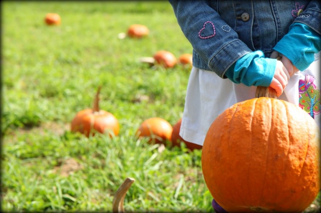 Pumpkin Patch 10