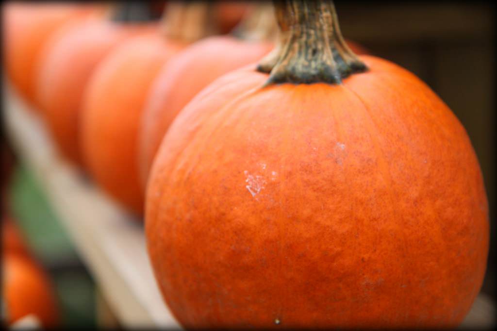 Pumpkin Patch 4