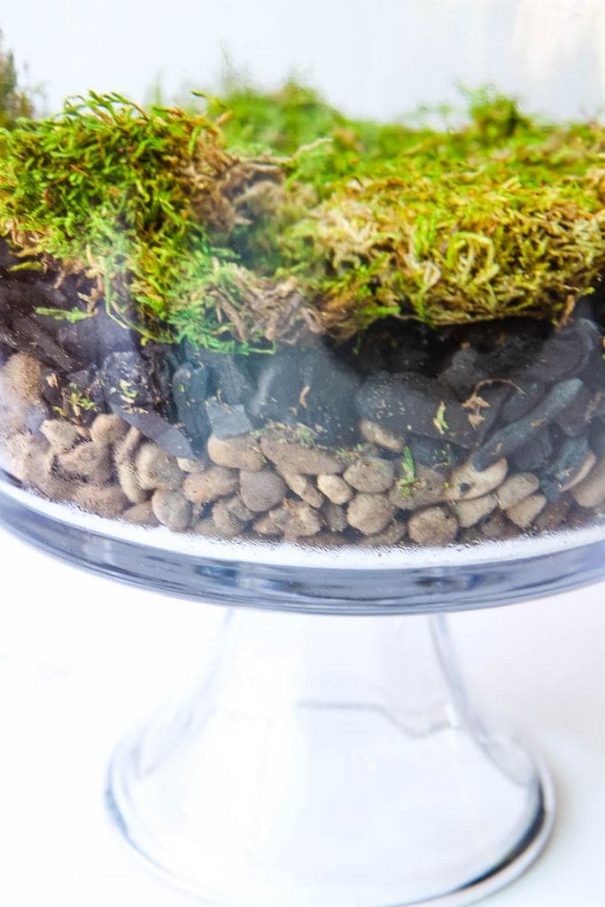 Moss Layer in Terrarium