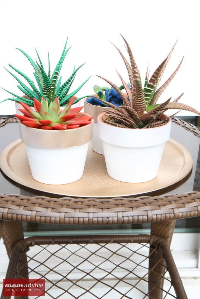 How to Make a Succulent Centerpiece from MomAdvice.com