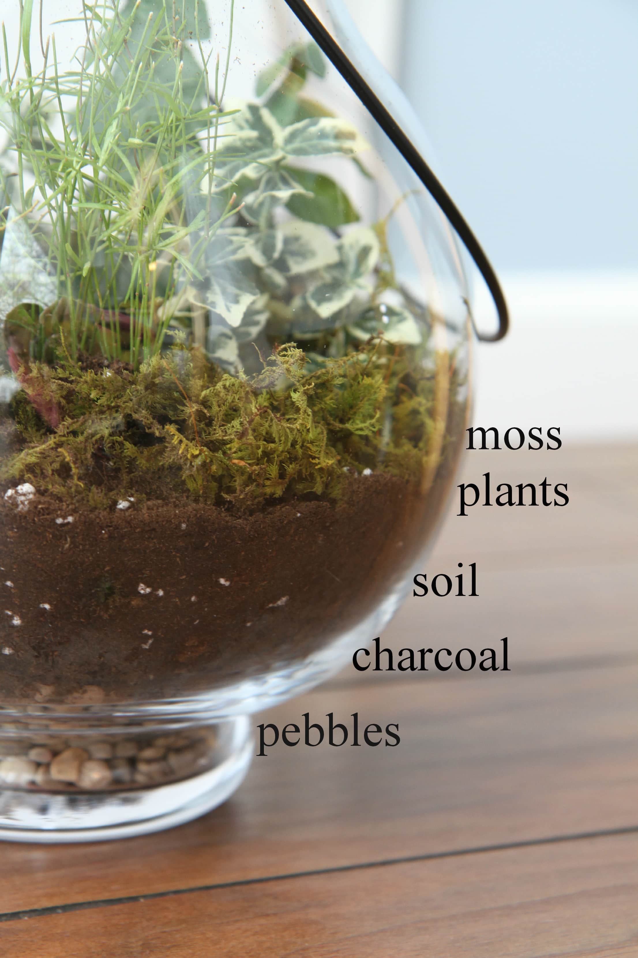 How_To_Make_Terrariums_Collage