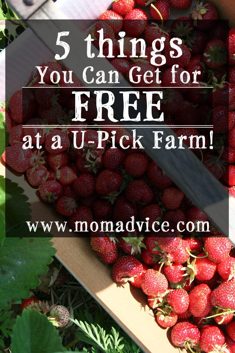 5 Things You Can Get for FREE at a U-Pick Farm!