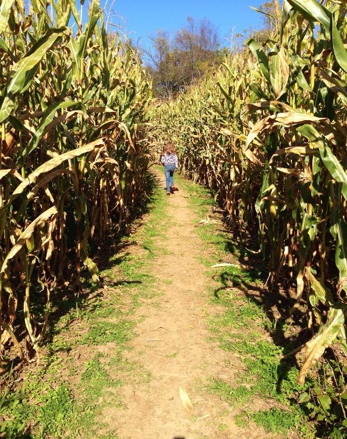Pumpkin Patch Corn Maze
