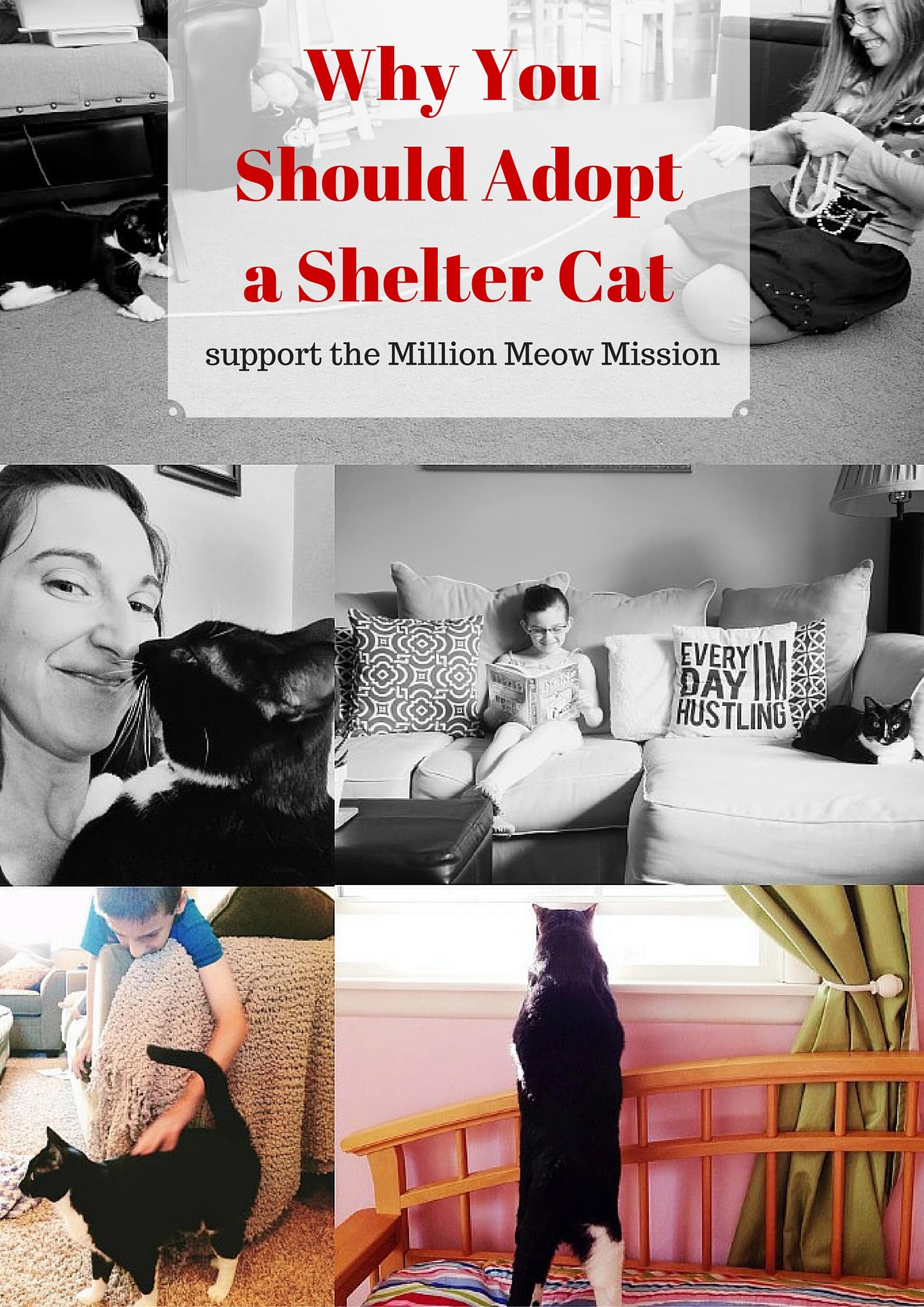 What We Have Learned From Adopting a Shelter Cat