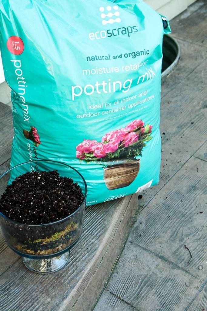 Potting Soil for Terrarium