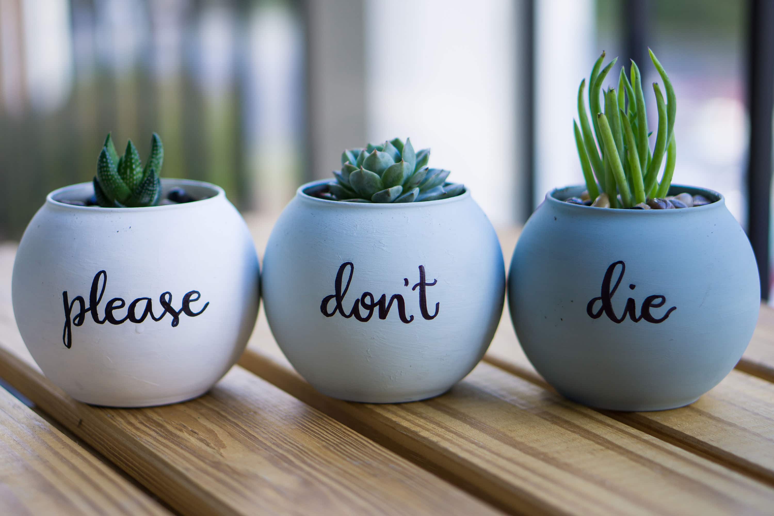 Please Don't Die Pots